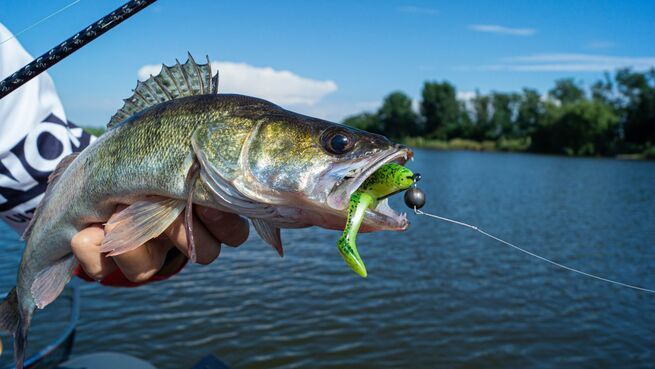 Віброхвіст LJ 3D Series Zander Paddle Tail 5.5" (14 см),3 шт. 140431-Z08 фото